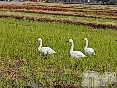 新潟人妻デリヘル 熟女の風俗 最終章(ジュクジョノフウゾクサイシュウショウ) さつき(50)の11月24日写メブログ「キャストの女の子達が、白鳥は、昼間田んぼにいるって」