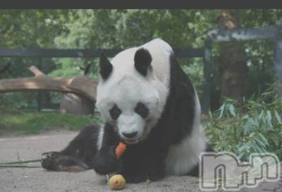 新潟人妻デリヘル 熟女の風俗 最終章(ジュクジョノフウゾクサイシュウショウ) さつき(50)の3月11日写メブログ「今日は何の日　　パンダ発見の日」