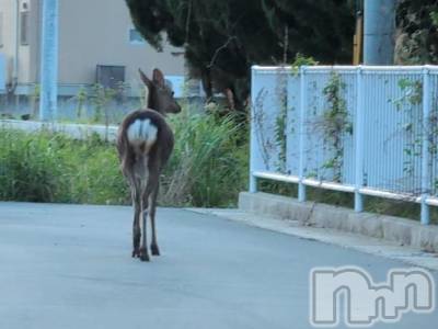 新潟人妻デリヘル 熟女の風俗 最終章(ジュクジョノフウゾクサイシュウショウ) さつき(50)の5月2日写メブログ「先日、野生の鹿見たんだけど、住宅街で」