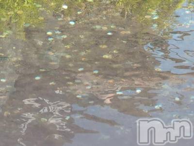 新潟人妻デリヘル 熟女の風俗 最終章(ジュクジョノフウゾクサイシュウショウ) さつき(50)の5月5日写メブログ「危うくコインを投げ入れる子供が、」