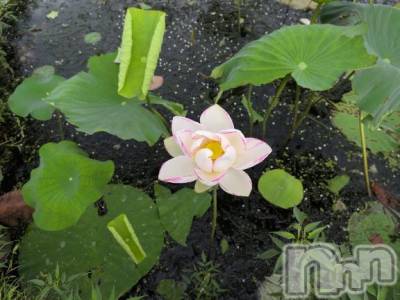 新潟人妻デリヘル 熟女の風俗 最終章(ジュクジョノフウゾクサイシュウショウ) さつき(50)の8月15日写メブログ「今日は何の日　終戦記念日」