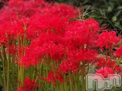 新潟デリヘル 熟女の風俗 最終章(ジュクジョノフウゾクサイシュウショウ) さつき(50)の10月2日写メブログ「いつ教わったのか？天高く馬肥ゆる秋の本当の意味」