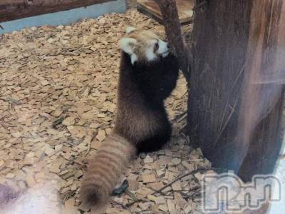 新潟デリヘル 熟女の風俗 最終章(ジュクジョノフウゾクサイシュウショウ) さつき(50)の10月23日写メブログ「今日は、大好きなレッサーパンダを見て来ました。」