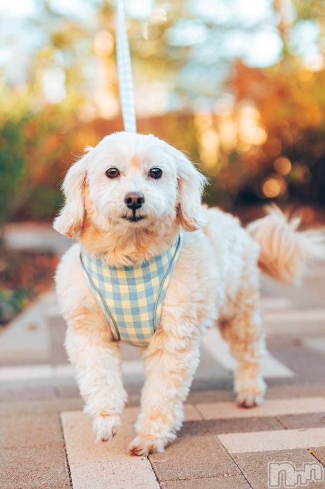 ��Ʋ����Х��顦�����Lounge Veranda(�饦�󥸥٥���) �Ҥʤ�12��18���̥�֥����֤ҤʤǤ���