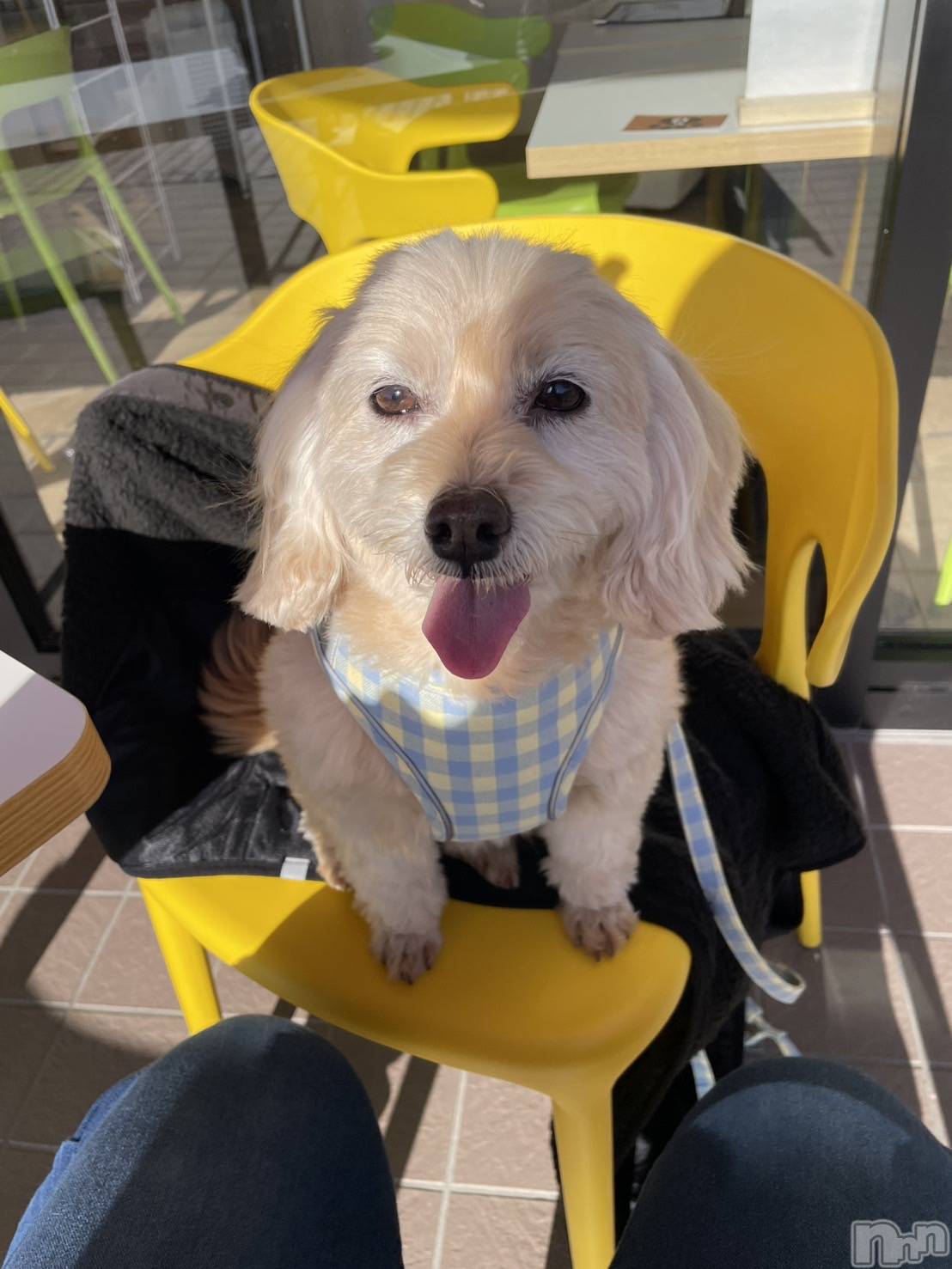 ��Ʋ����Х��顦�����Lounge Veranda(�饦�󥸥٥���) ��2025ǯ12��1���̥�֥����֤ҤʤǤ���