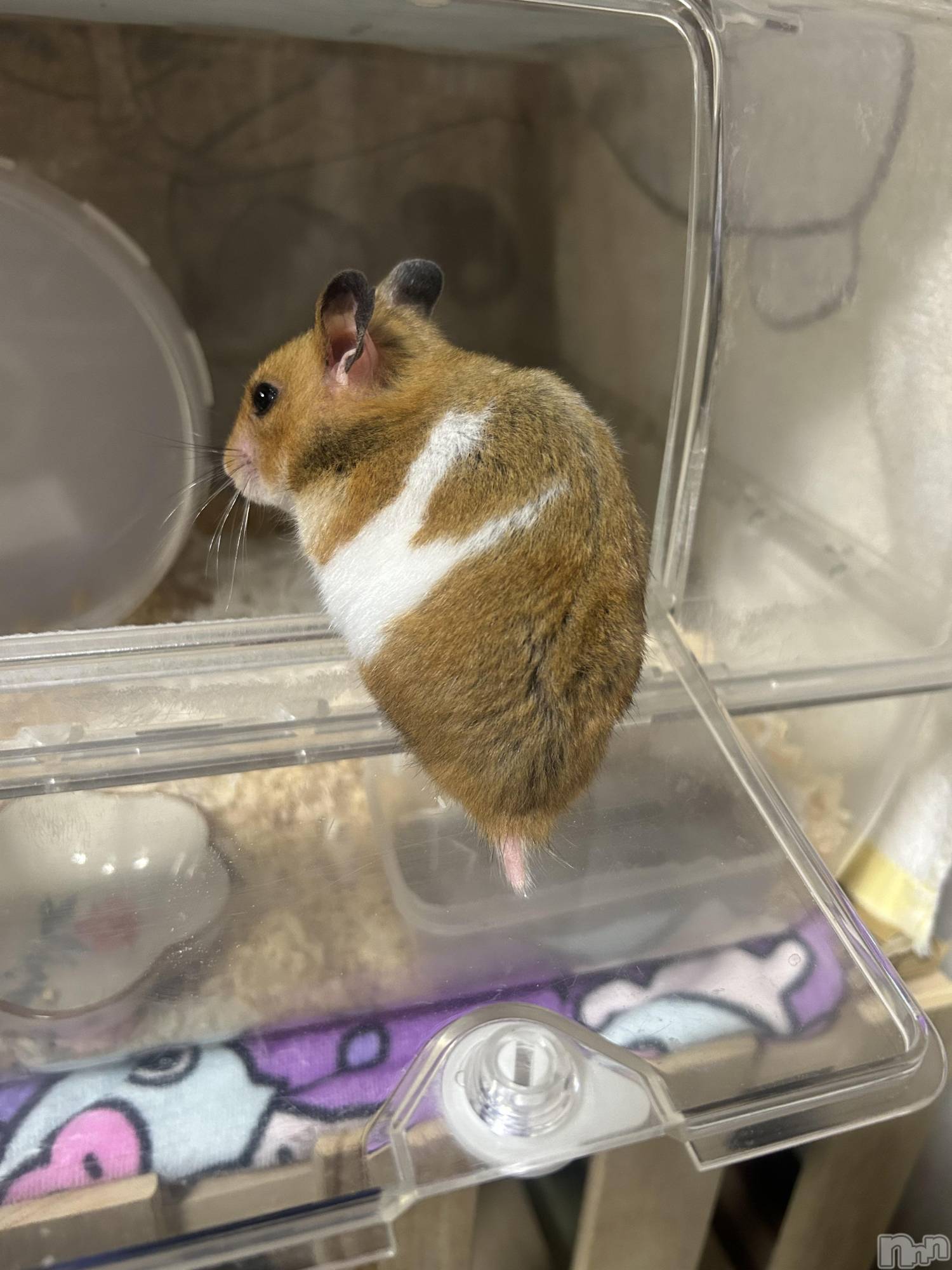 ��Ʋ����Х��顦�����Lounge Veranda(�饦�󥸥٥���) ��2026ǯ1��28���̥�֥����֤ҤʤǤ���