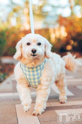 ��Ʋ����Х��顦�����Lounge Veranda(�饦�󥸥٥���) �Ҥʤ�12��18���̥�֥����֤ҤʤǤ���