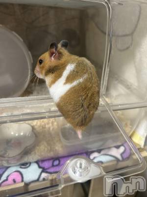 ��Ʋ����Х��顦�����Lounge Veranda(�饦�󥸥٥���) �Ҥʤ�1��28���̥�֥����֤ҤʤǤ���