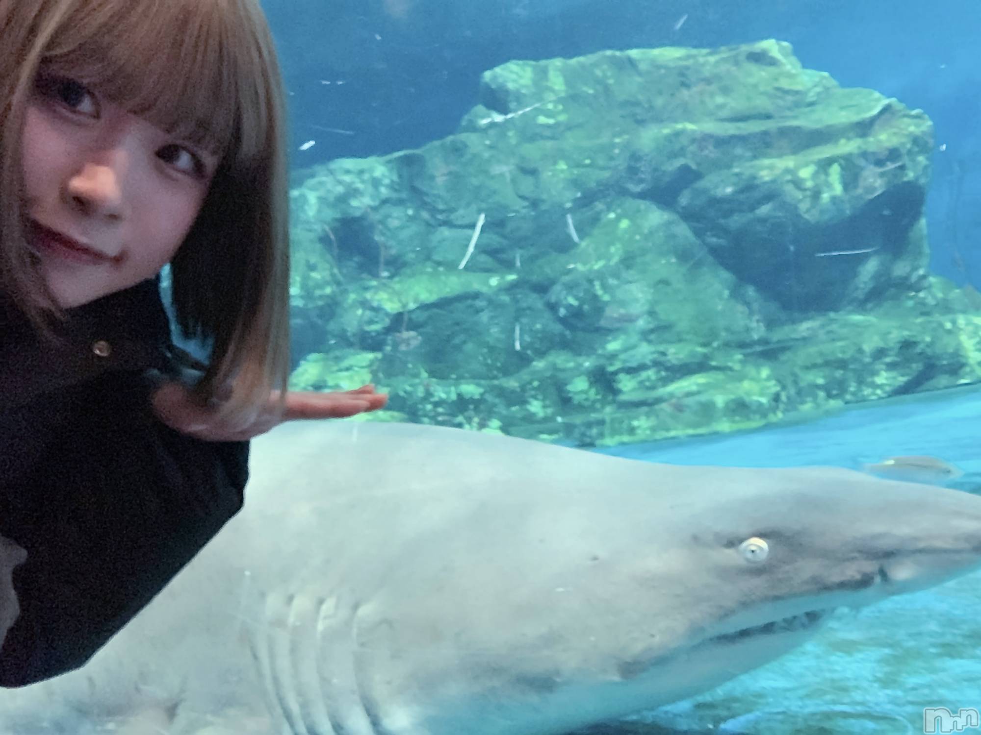 ĮåȥСᥤɥեLINK(ᥤɥե) 2025ǯ36̥֥繥🦈
