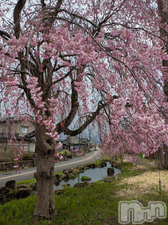 新潟デリヘル五十路マダム新潟店(カサブランカグループ)(イソジマダムニイガタテン)松山えり(45)の2026年4月11日写メブログ「枝垂れ桜」