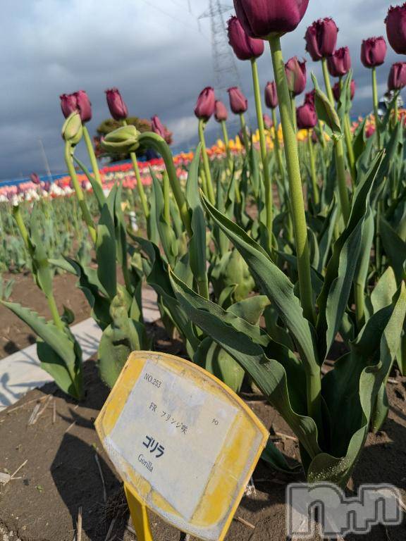 新潟デリヘル五十路マダム新潟店(カサブランカグループ)(イソジマダムニイガタテン)松山えり(45)の2026年4月18日写メブログ「出勤します(`･ω･´)」