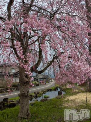 新潟デリヘル 五十路マダム新潟店(カサブランカグループ)(イソジマダムニイガタテン) 松山えり(45)の4月11日写メブログ「枝垂れ桜」