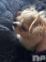 �����������Х��顦�����Club Calnet(����֡������) �Υ���4��10���̥�֥����֤����λ�🐶��