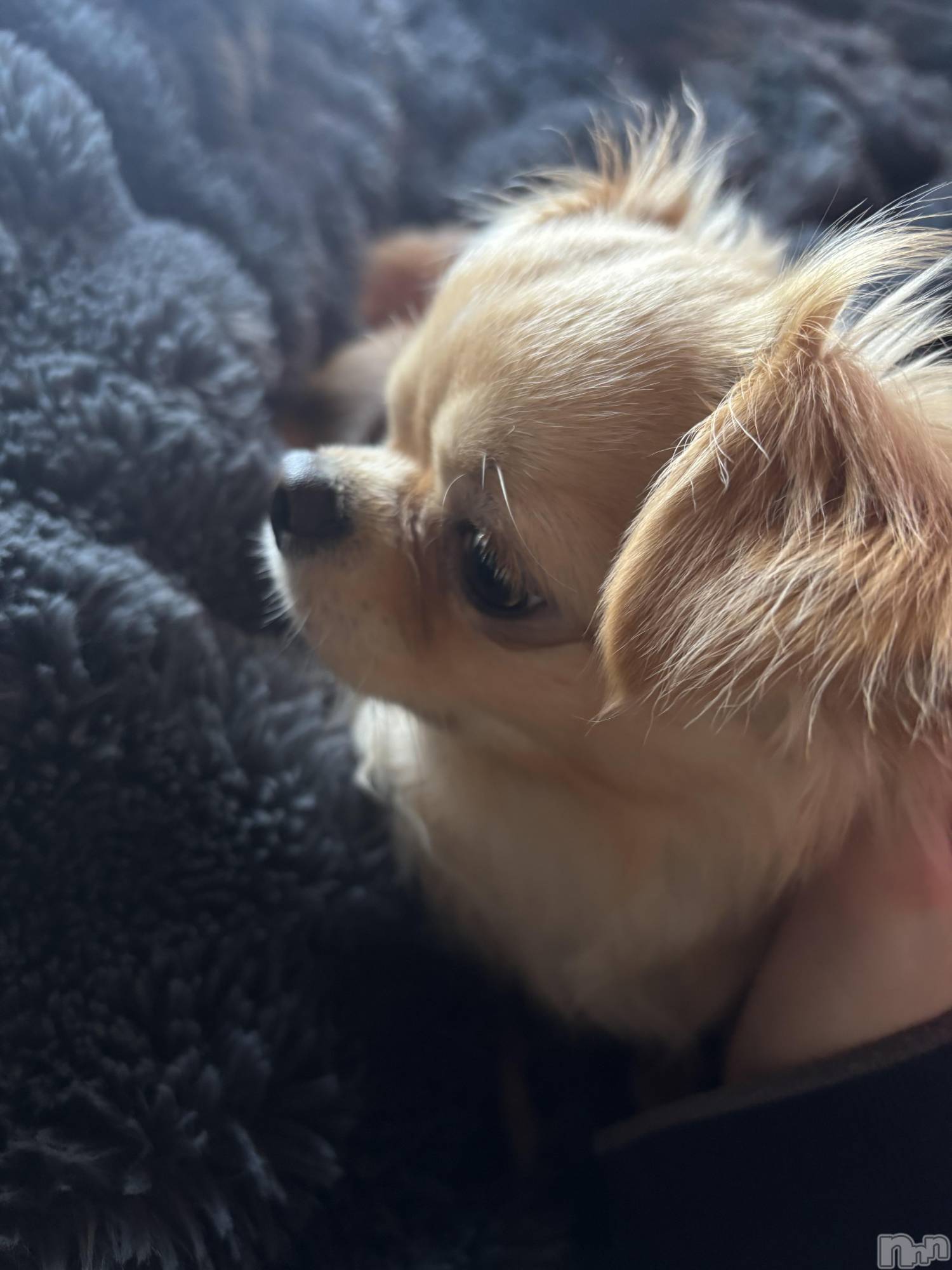 �����������Х��顦�����Club Calnet(����֡������) ��2026ǯ4��10���̥�֥����֤����λ�🐶��