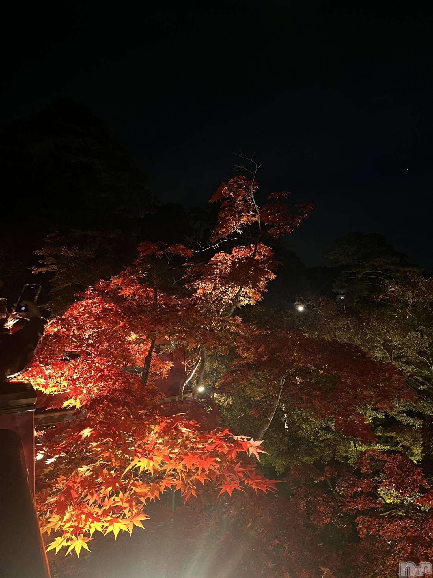 ĮХ顦La Clacion(鎥饷) 2024ǯ1127̥֥🍁