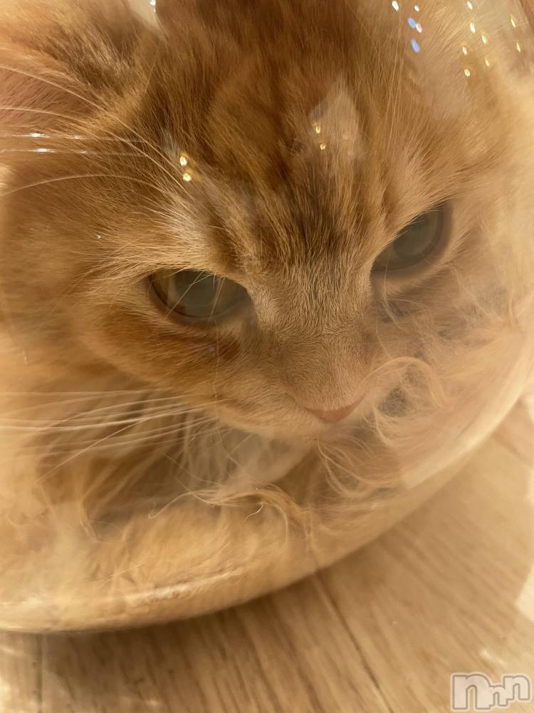 ܱХ顦CLUB FOUR LEAF(ե꡼) ޤ412̥֥🐱