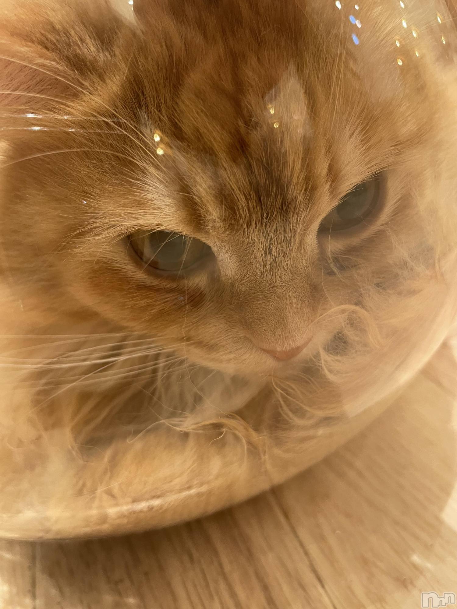 ܱХ顦CLUB FOUR LEAF(ե꡼) 2025ǯ412̥֥🐱