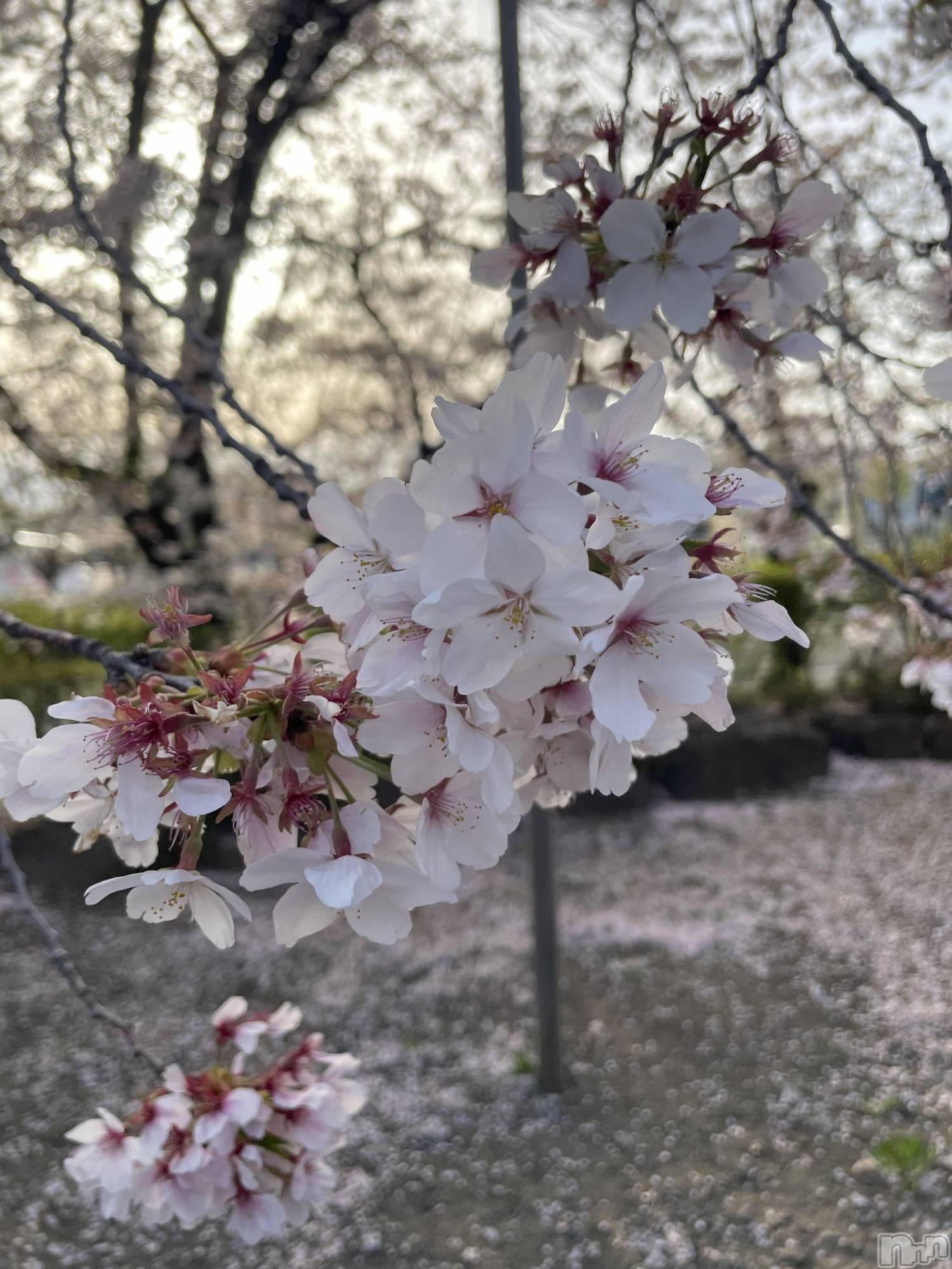 ܱХ顦CLUB FOUR LEAF(ե꡼) 2025ǯ418̥֥🌸