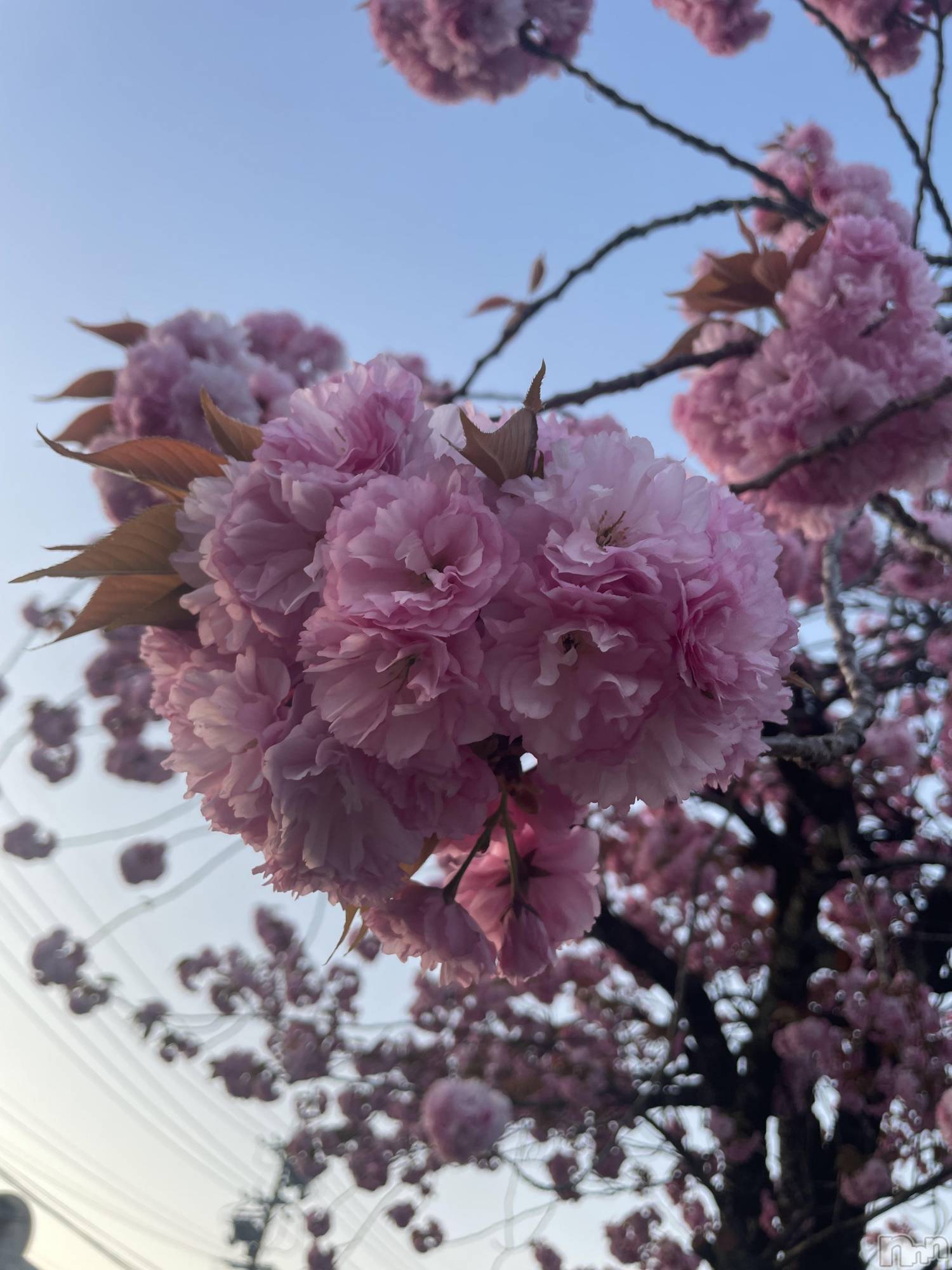ܱХ顦CLUB FOUR LEAF(ե꡼) 2025ǯ429̥֥🌸