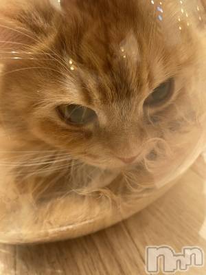 ܱХ顦CLUB FOUR LEAF(ե꡼) ޤ(23)412̥֥🐱