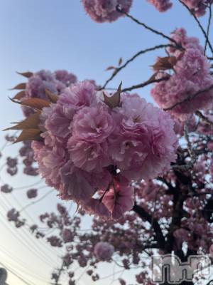 ܱХ顦CLUB FOUR LEAF(ե꡼) ޤ(23)429̥֥🌸