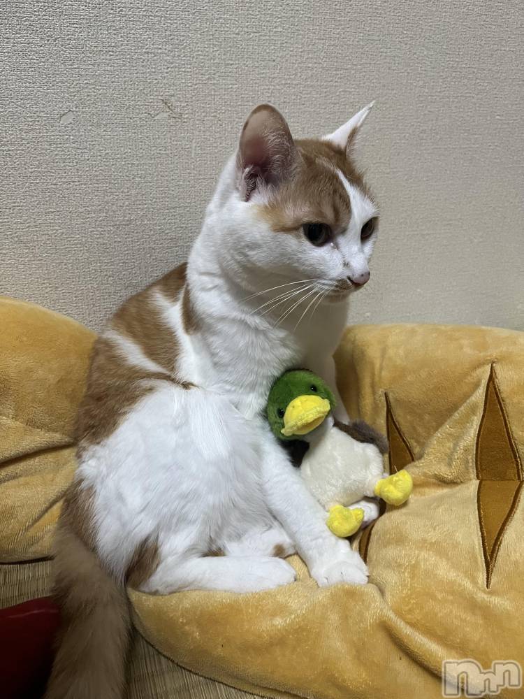 ��ë����Х��顦�����CLUB��Paladin(����֡��ѥ�ǥ���) �ȱʥ��Τ�10��5���̥�֥����֎Ȏ������ݡ�