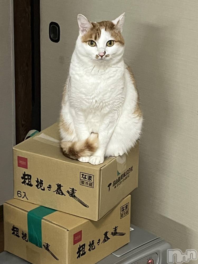 ��ë����Х��顦�����CLUB��Paladin(����֡��ѥ�ǥ���) �ȱʥ��Τ�1��4���̥�֥����֤��������