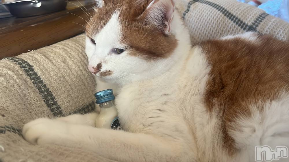 ��ë����Х��顦�����CLUB��Paladin(����֡��ѥ�ǥ���) �ȱʥ��Τ�1��5���̥�֥����ּ�䥯����