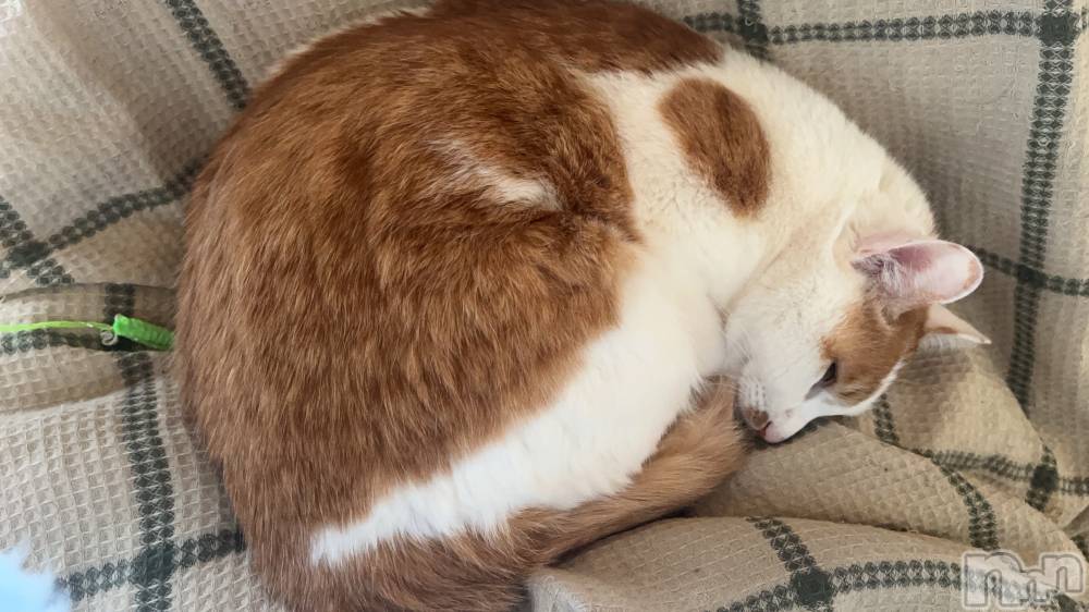 ��ë����Х��顦�����CLUB��Paladin(����֡��ѥ�ǥ���) �ȱʥ��Τ�4��5���̥�֥����֤��Ż���