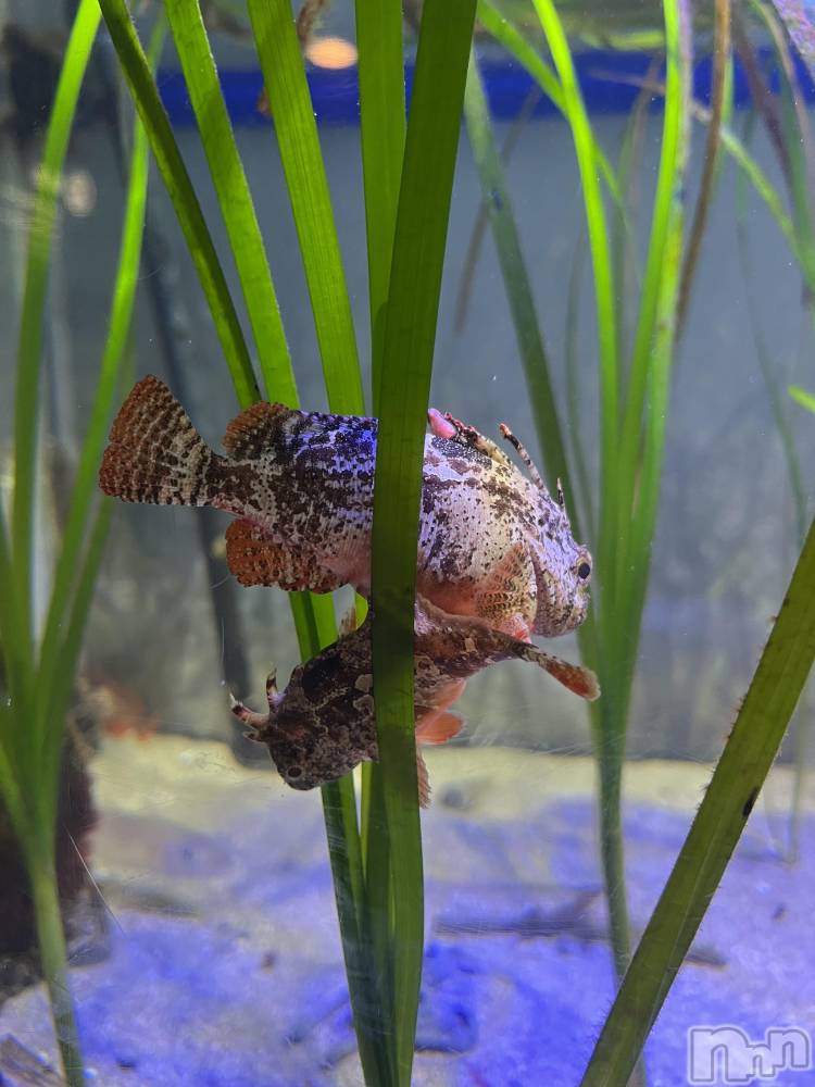 ��ë����Х��顦�����CLUB��Paladin(����֡��ѥ�ǥ���) �ȱʥ��Τ�5��8���̥�֥����ֿ�²�ۡ�