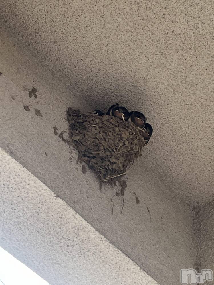 ��ë����Х��顦�����CLUB��Paladin(����֡��ѥ�ǥ���) �ȱʥ��Τ�7��11���̥�֥����ְ�ˡ���ۡ�