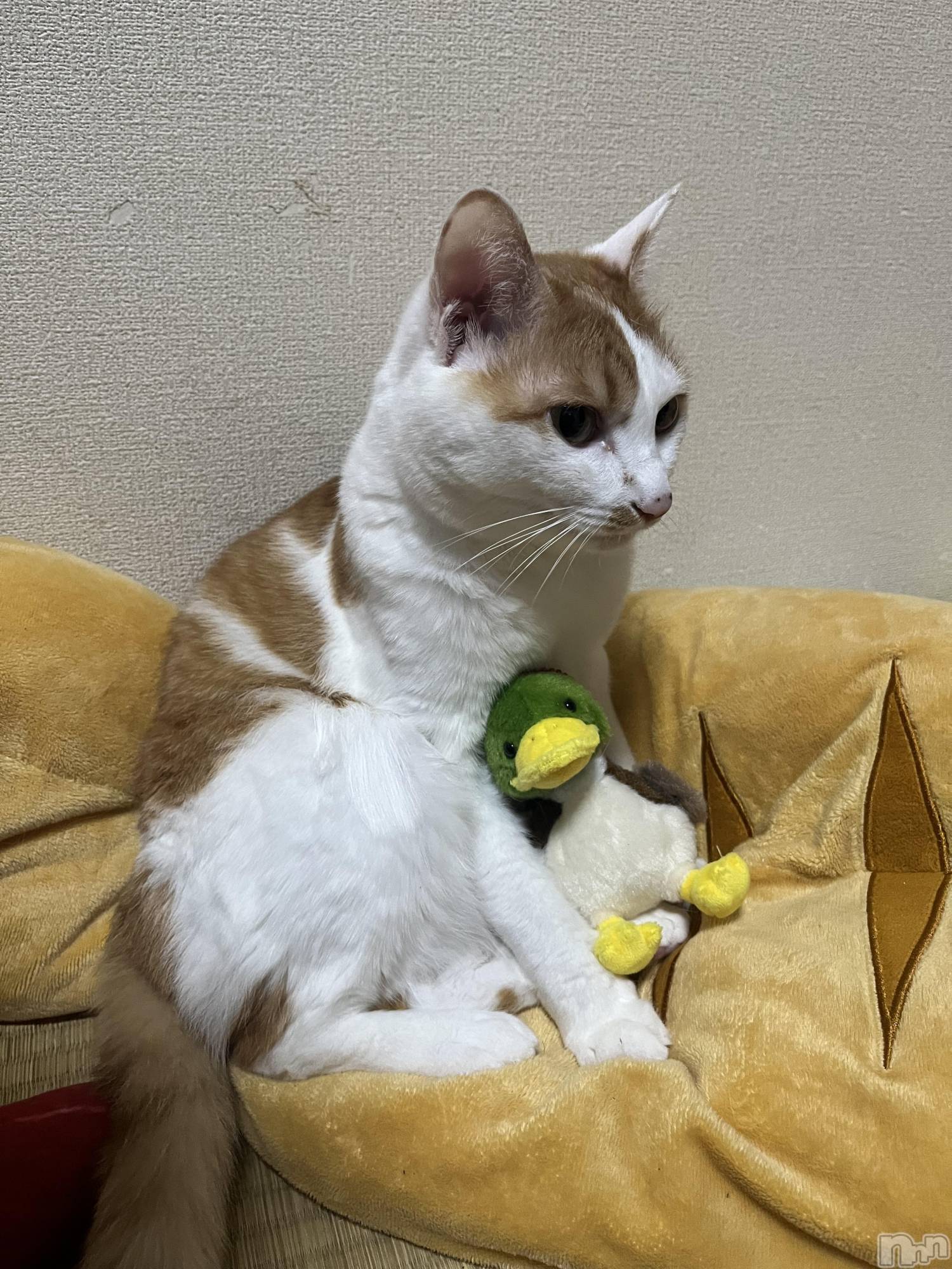 ��ë����Х��顦�����CLUB��Paladin(����֡��ѥ�ǥ���) ��2024ǯ10��5���̥�֥����֎Ȏ������ݡ�