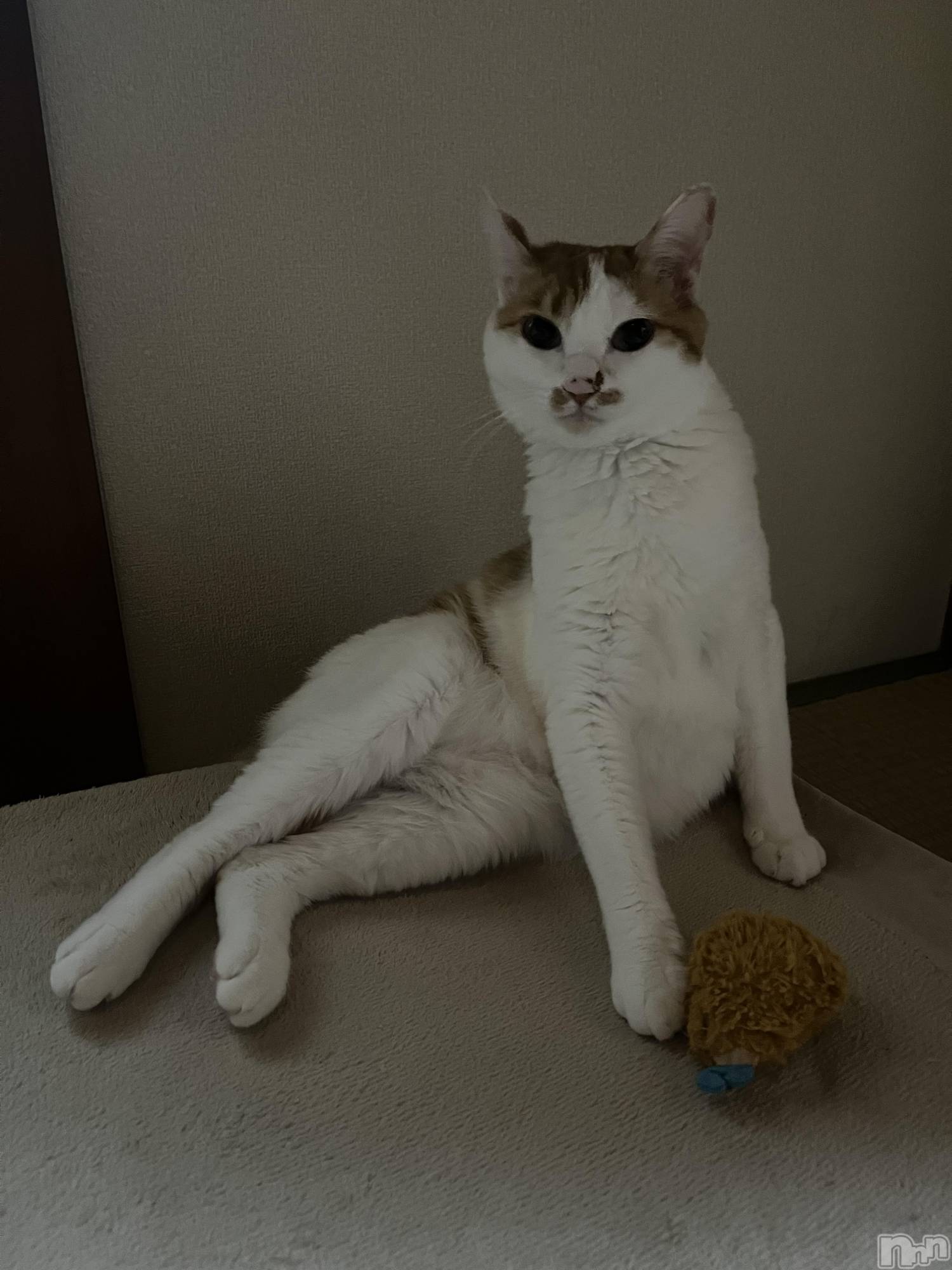 ��ë����Х��顦�����CLUB��Paladin(����֡��ѥ�ǥ���) ��2024ǯ10��12���̥�֥����֤ͤ�(  ���꒳​��� )ᐝ��