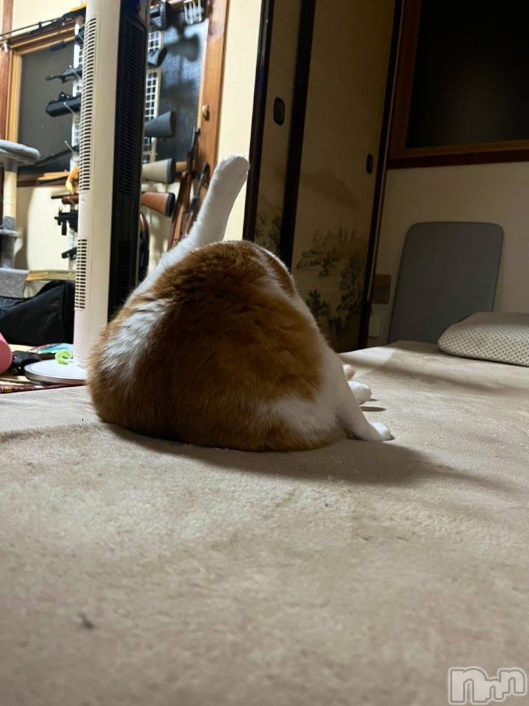 ��ë����Х��顦�����CLUB��Paladin(����֡��ѥ�ǥ���) ��2024ǯ11��10���̥�֥����֥������꡼���󥸥��