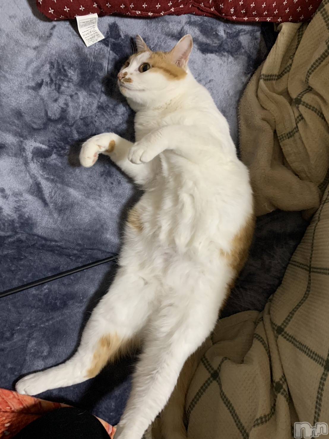 ��ë����Х��顦�����CLUB��Paladin(����֡��ѥ�ǥ���) ��2024ǯ11��19���̥�֥����ַ򹯥��ɡ�