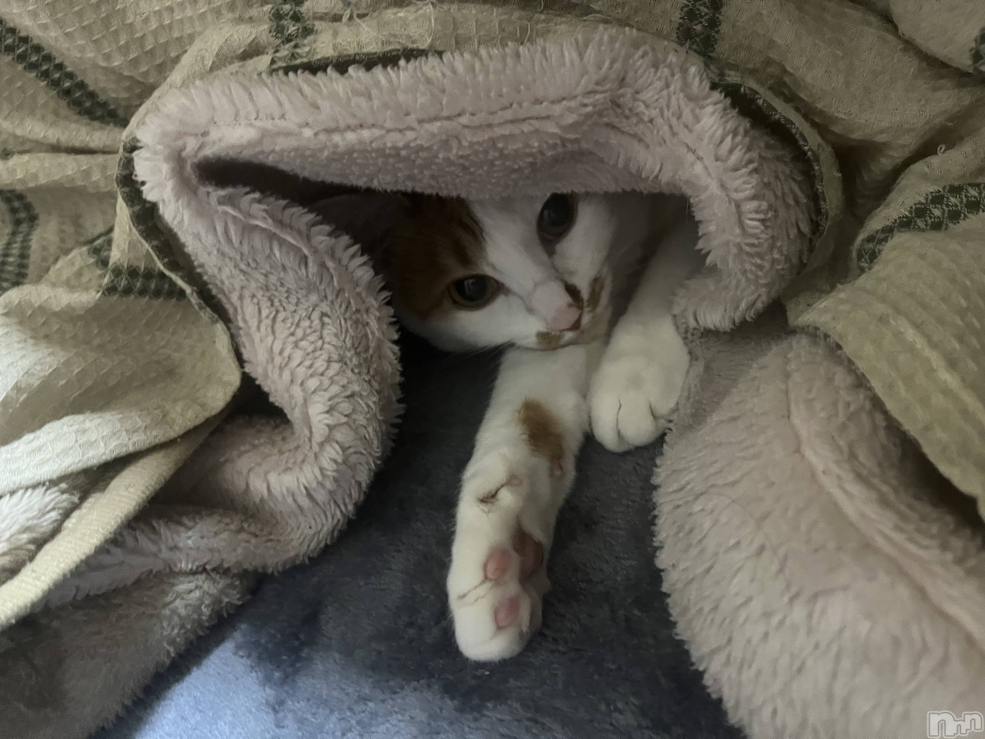 ��ë����Х��顦�����CLUB��Paladin(����֡��ѥ�ǥ���) ��2024ǯ12��10���̥�֥����ֵפ��֤��