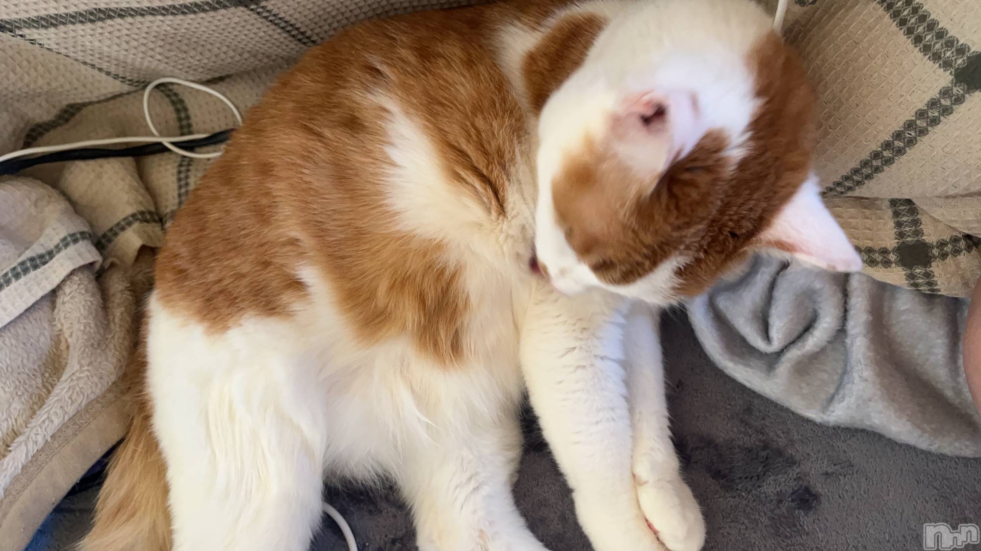 ��ë����Х��顦�����CLUB��Paladin(����֡��ѥ�ǥ���) ��2024ǯ12��14���̥�֥�����˻�����͡�