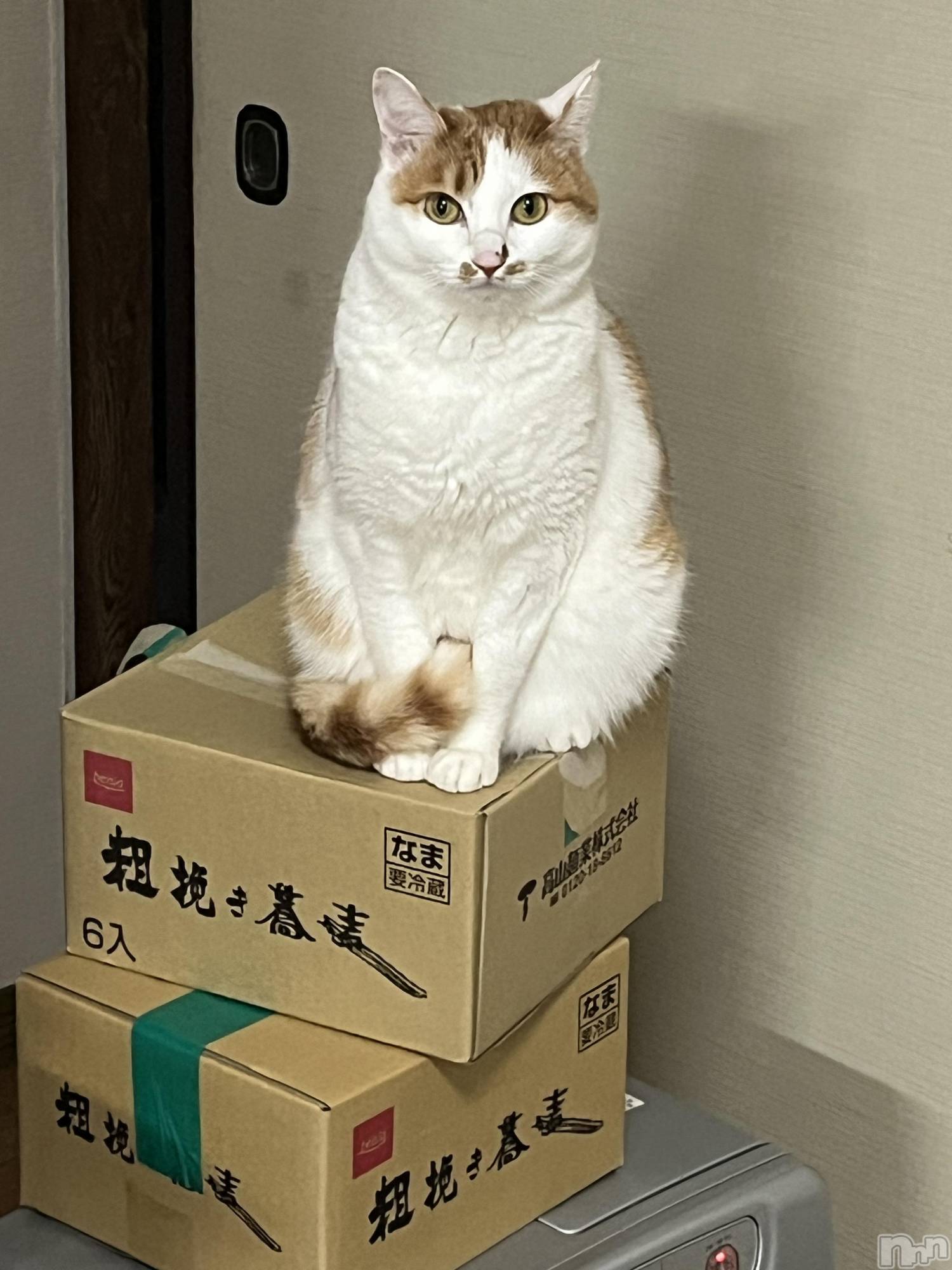 ��ë����Х��顦�����CLUB��Paladin(����֡��ѥ�ǥ���) ��2025ǯ1��4���̥�֥����֤��������