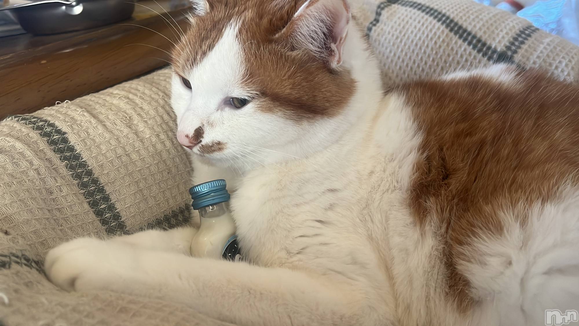 ��ë����Х��顦�����CLUB��Paladin(����֡��ѥ�ǥ���) ��2025ǯ1��5���̥�֥����ּ�䥯����