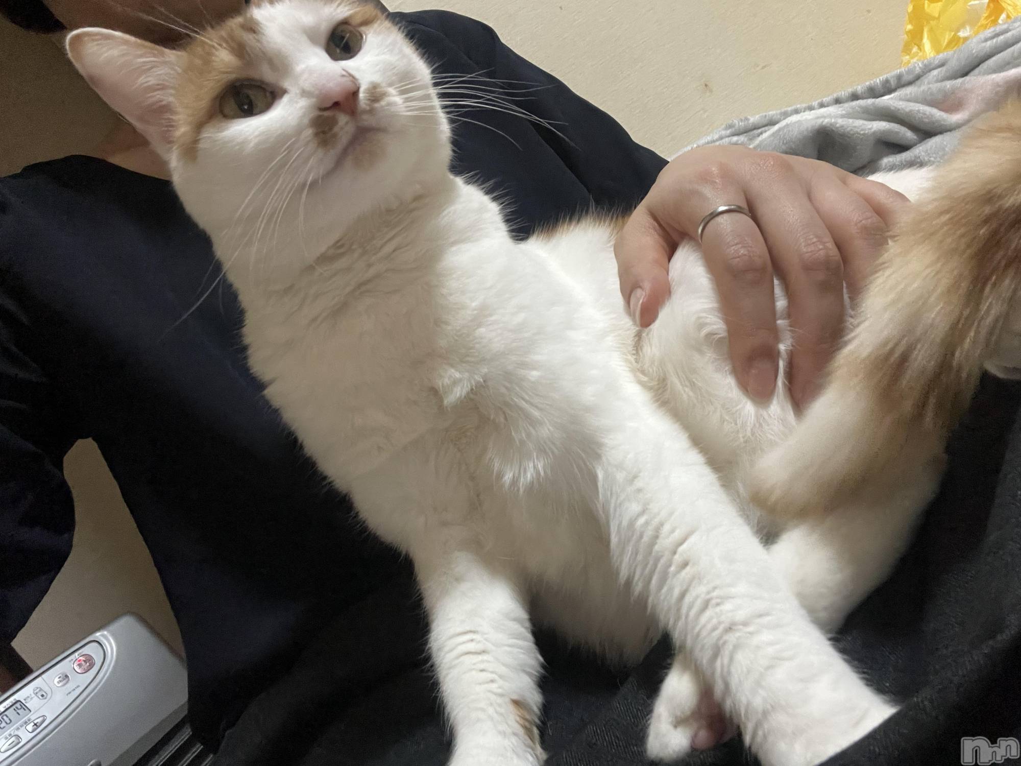 ��ë����Х��顦�����CLUB��Paladin(����֡��ѥ�ǥ���) ��2025ǯ1��11���̥�֥�����ư�����