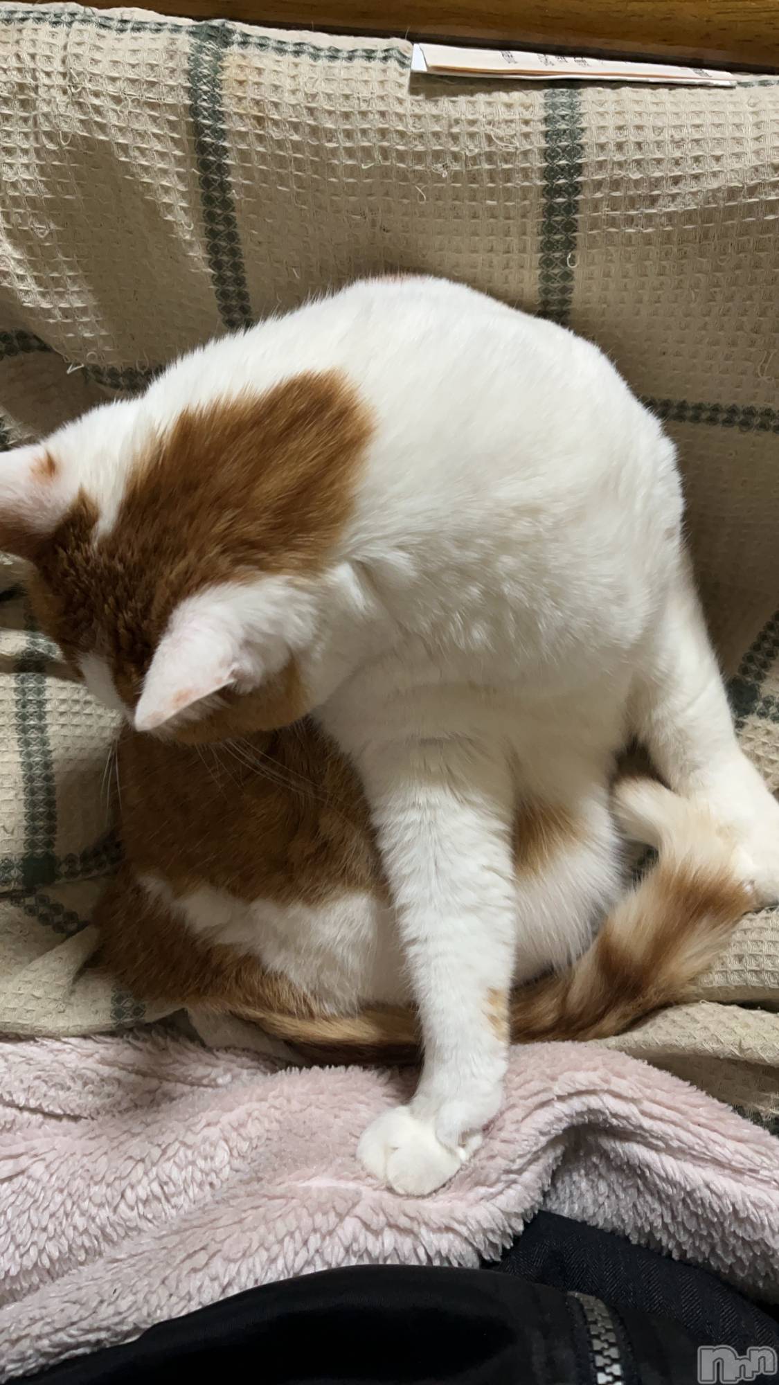 ��ë����Х��顦�����CLUB��Paladin(����֡��ѥ�ǥ���) ��2025ǯ1��23���̥�֥�����˻�����͡�