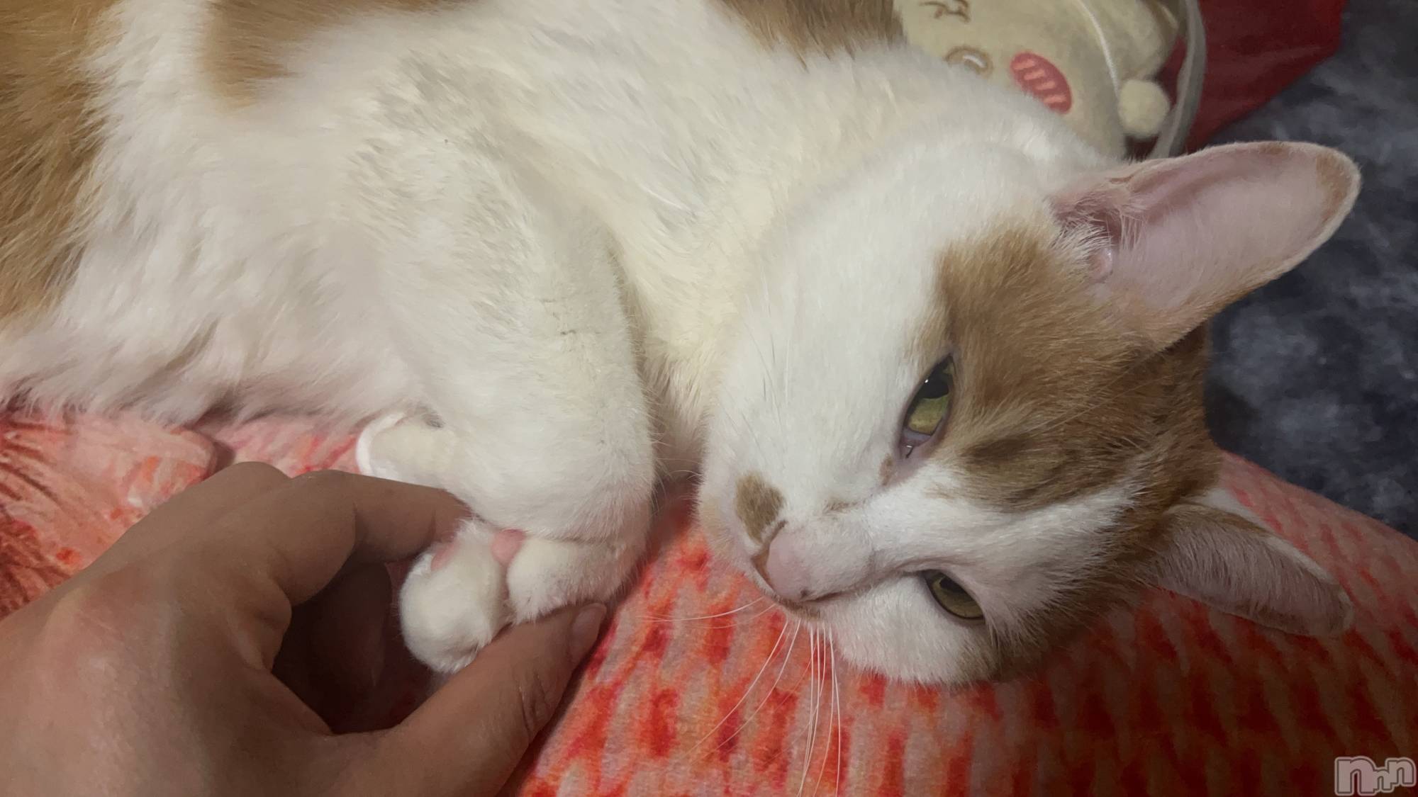 ��ë����Х��顦�����CLUB��Paladin(����֡��ѥ�ǥ���) ��2025ǯ1��24���̥�֥����֥ʡ�����