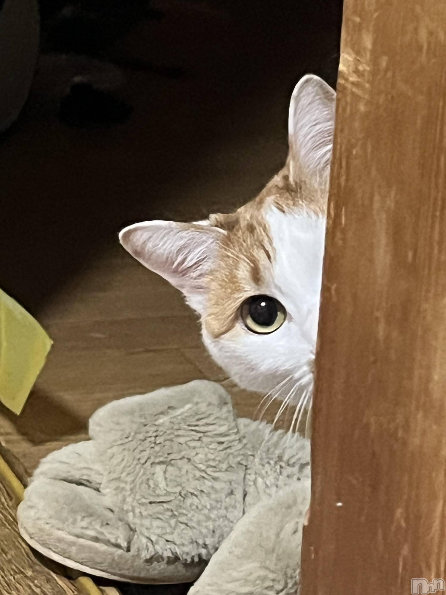 ��ë����Х��顦�����CLUB��Paladin(����֡��ѥ�ǥ���) ��2025ǯ2��1���̥�֥����ֵפ��֤����