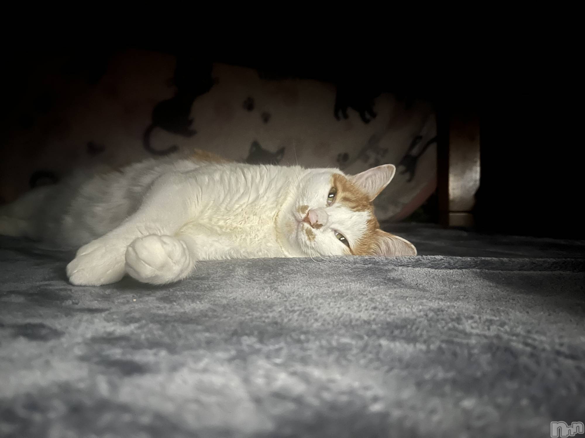 ��ë����Х��顦�����CLUB��Paladin(����֡��ѥ�ǥ���) ��2025ǯ2��14���̥�֥����֥����ʡ�