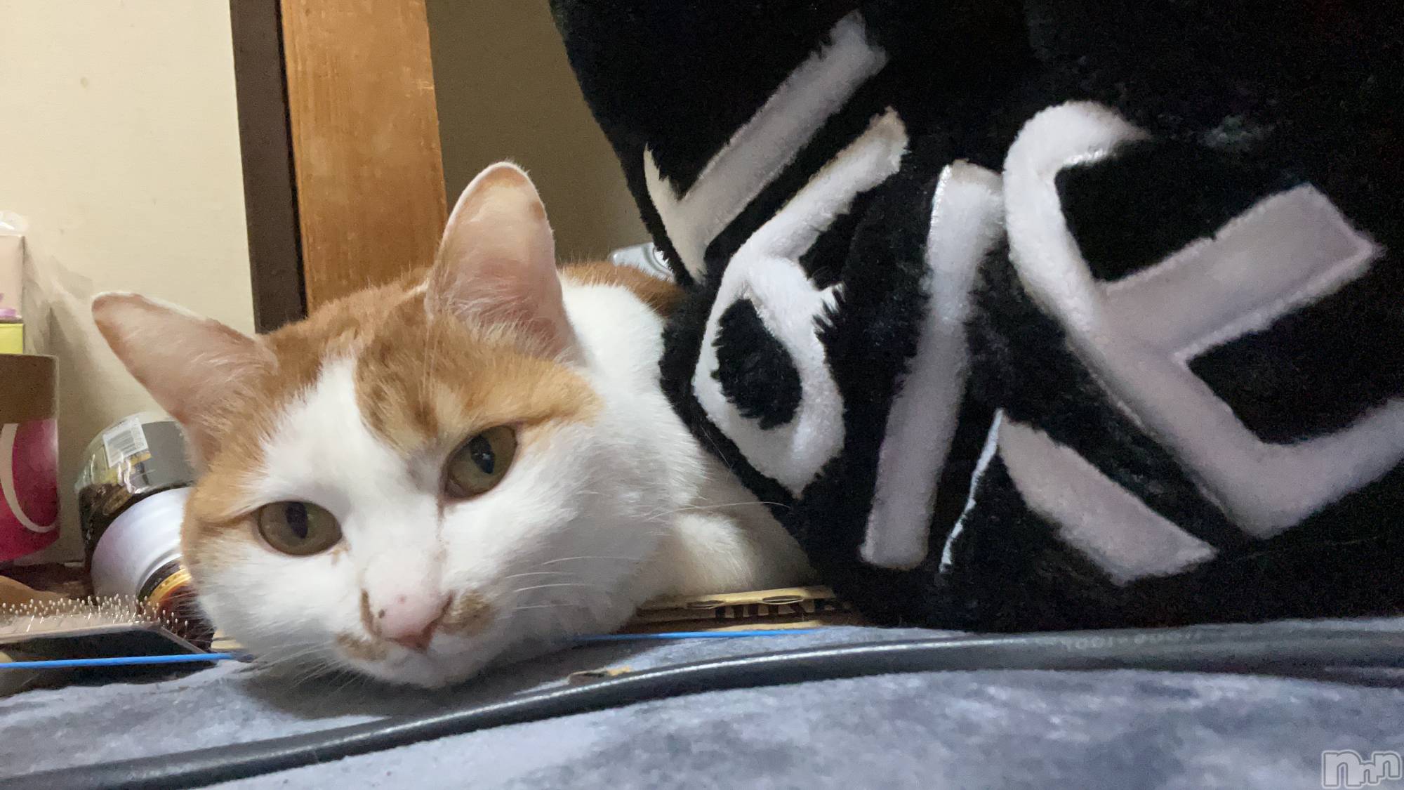 ��ë����Х��顦�����CLUB��Paladin(����֡��ѥ�ǥ���) ��2025ǯ2��21���̥�֥����֤ͤ�������