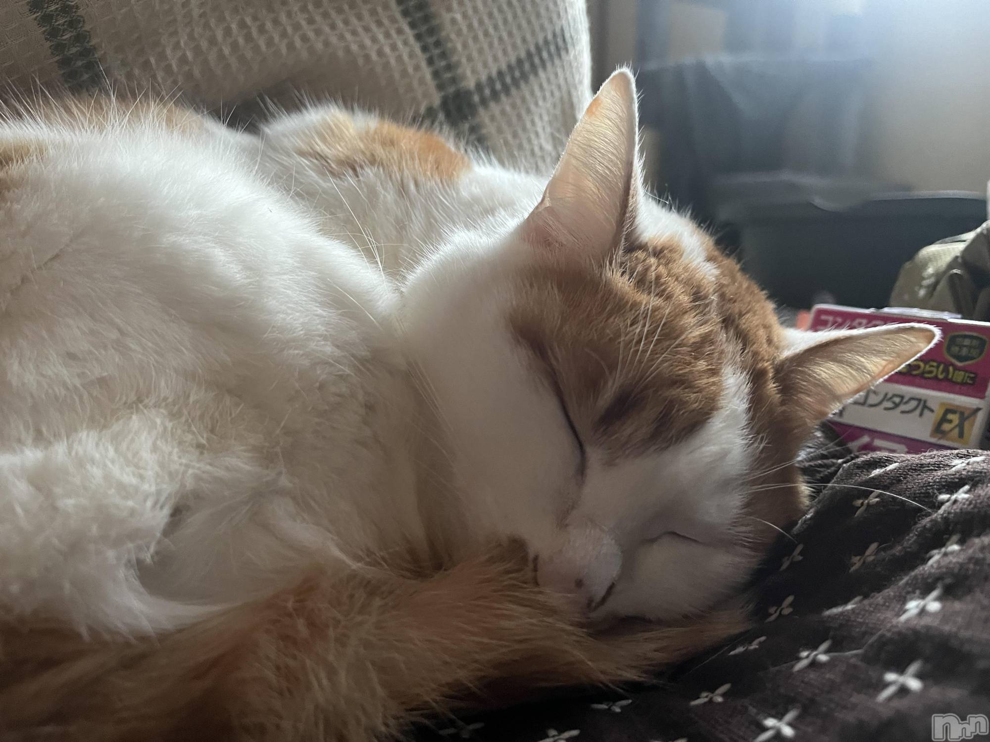 ��ë����Х��顦�����CLUB��Paladin(����֡��ѥ�ǥ���) ��2025ǯ3��22���̥�֥����֥�������