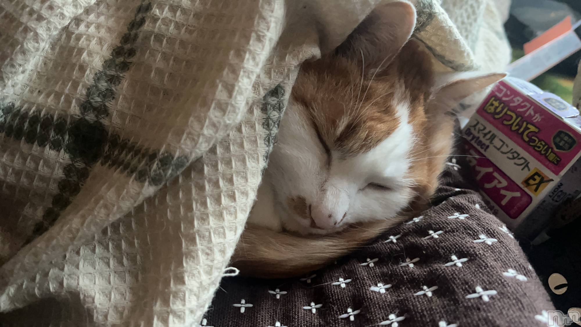 ��ë����Х��顦�����CLUB��Paladin(����֡��ѥ�ǥ���) ��2025ǯ3��29���̥�֥����ֻĶȡ�