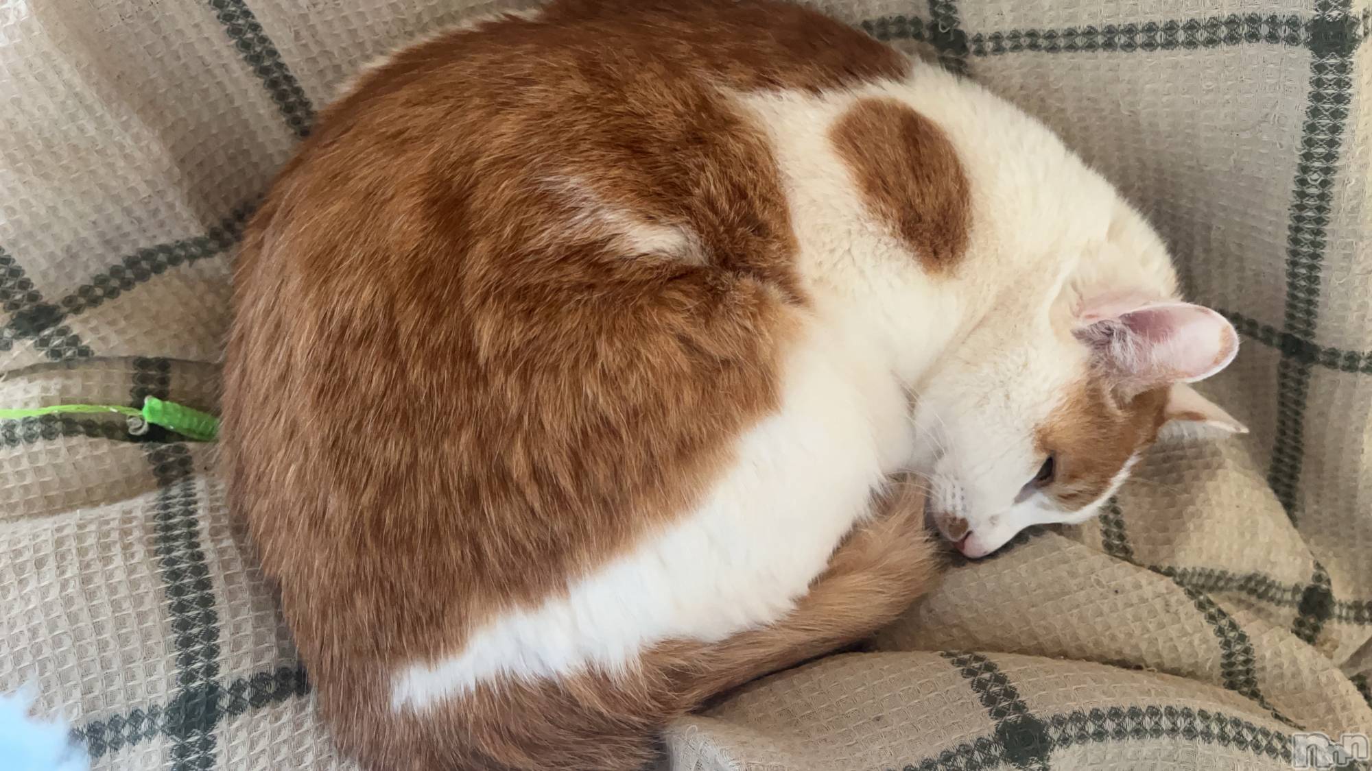 ��ë����Х��顦�����CLUB��Paladin(����֡��ѥ�ǥ���) ��2025ǯ4��5���̥�֥����֤��Ż���