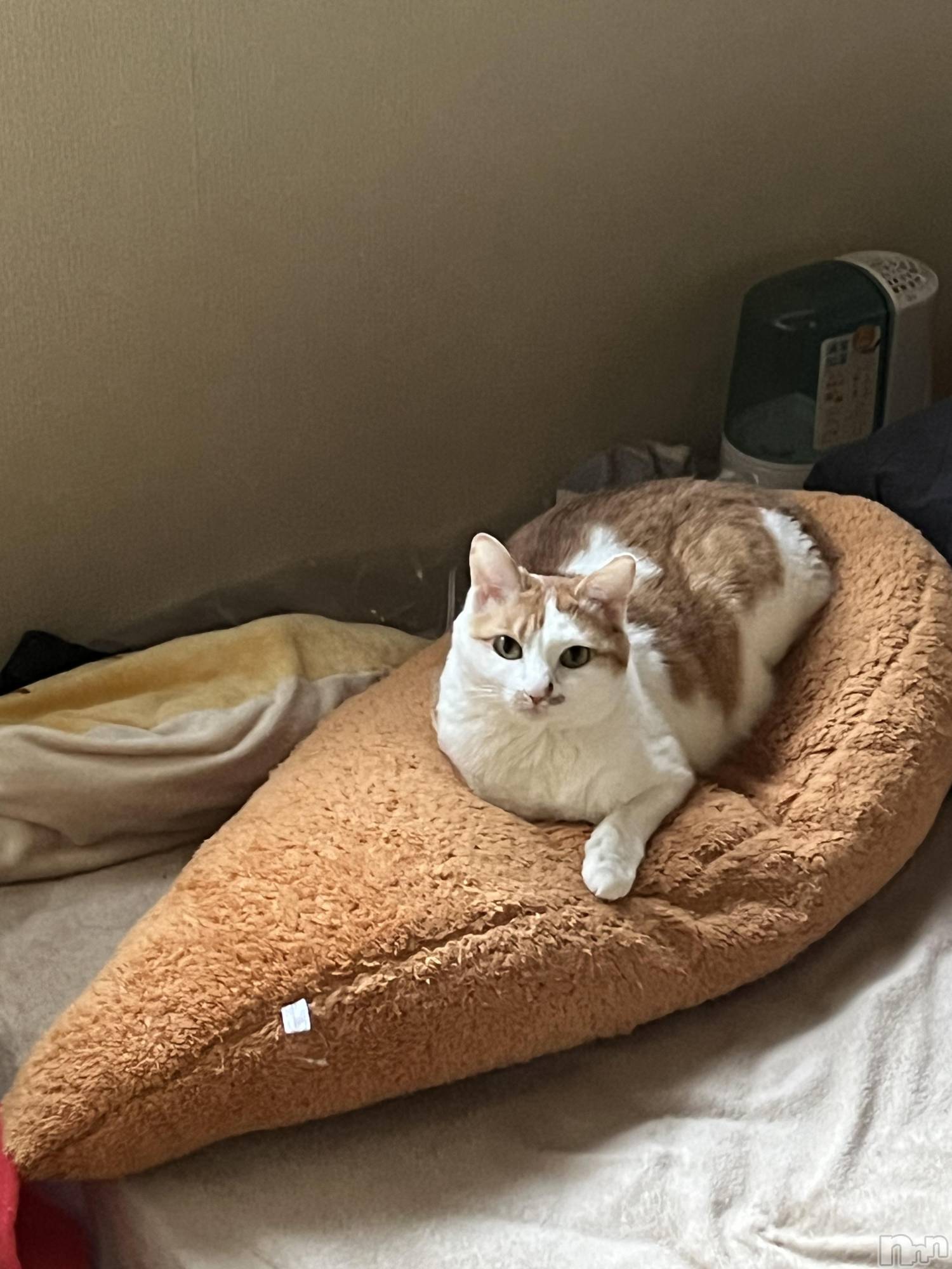 ��ë����Х��顦�����CLUB��Paladin(����֡��ѥ�ǥ���) ��2025ǯ5��4���̥�֥����֤ͤ��ȥ��ӥե饤��