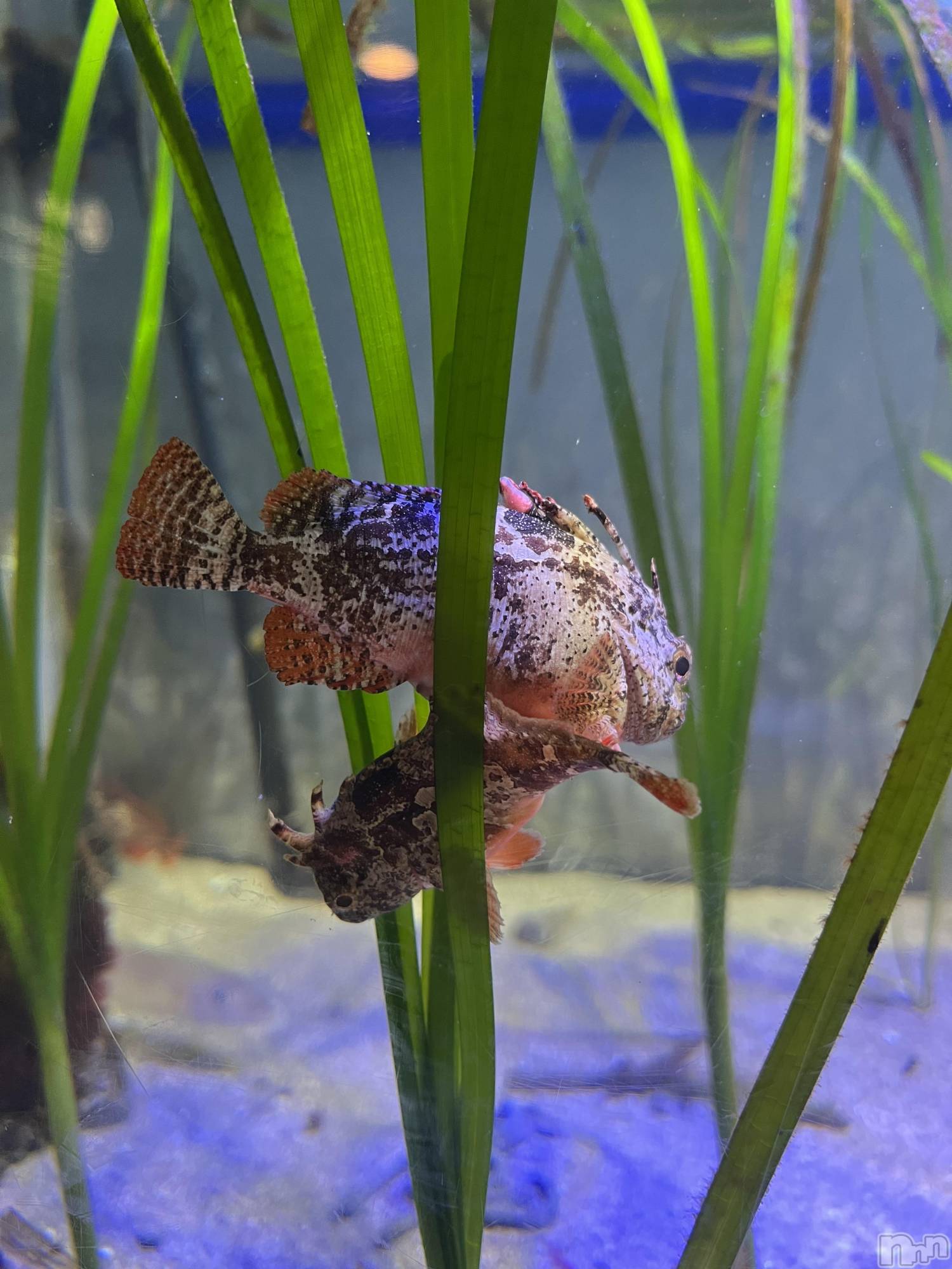 ��ë����Х��顦�����CLUB��Paladin(����֡��ѥ�ǥ���) ��2025ǯ5��8���̥�֥����ֿ�²�ۡ�